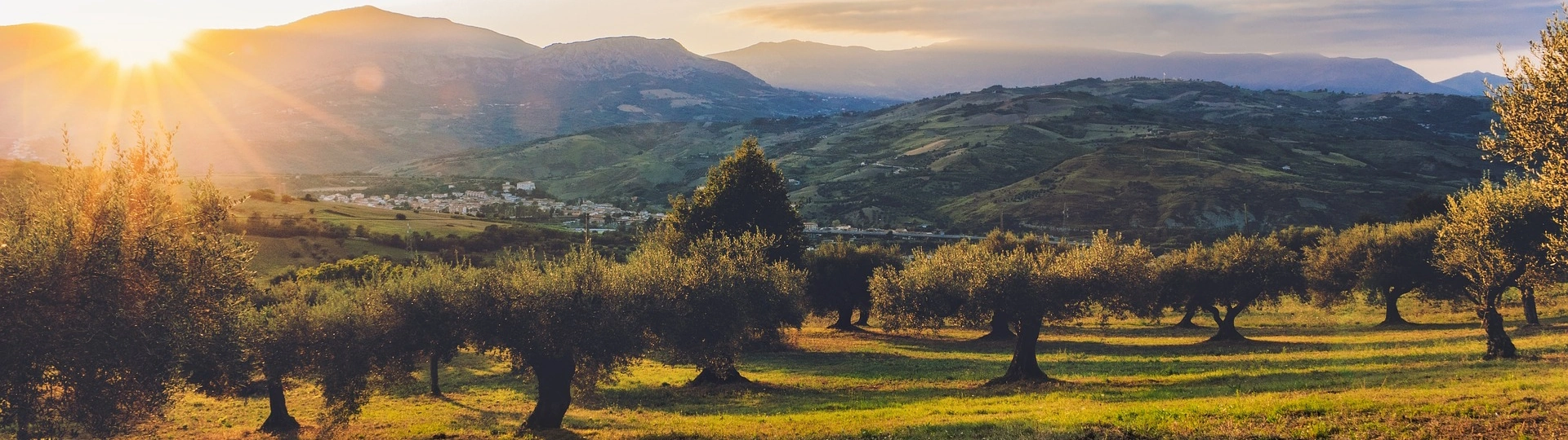 Ein weitläufiger Olivenhain im warmen Licht des Sonnenuntergangs, mit dicht stehenden Olivenbäumen und einer friedlichen mediterranen Atmosphäre – Ursprung feiner Olivenöle.